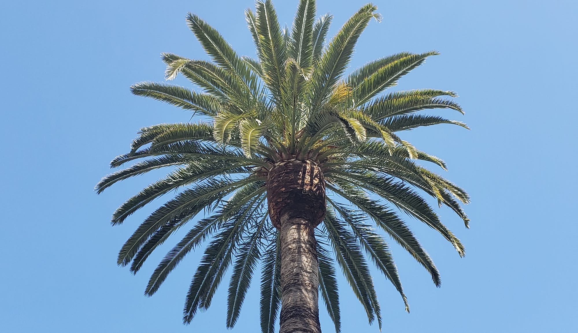 J&S Tree Care | Oxnard CA