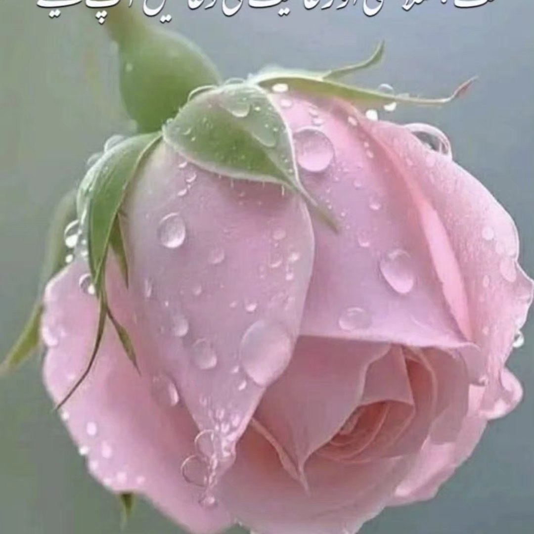 Rafia Rauf