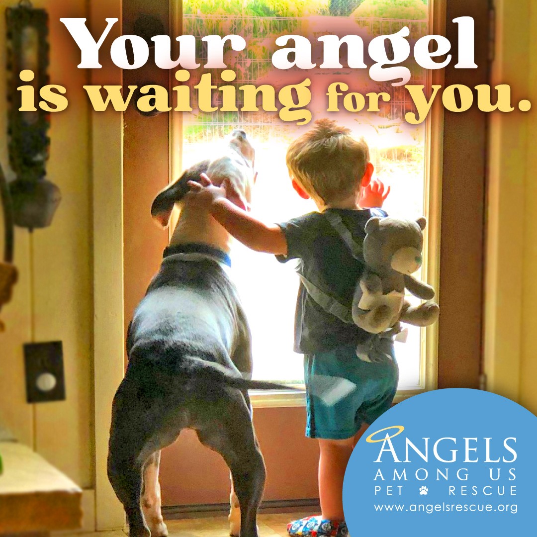 Angels Among Us Pet Rescue