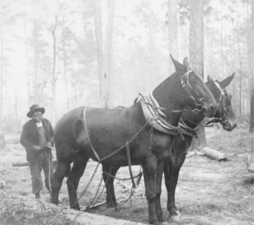 Historical - Texas, 1903... Caption Photograph of two large Southern ...