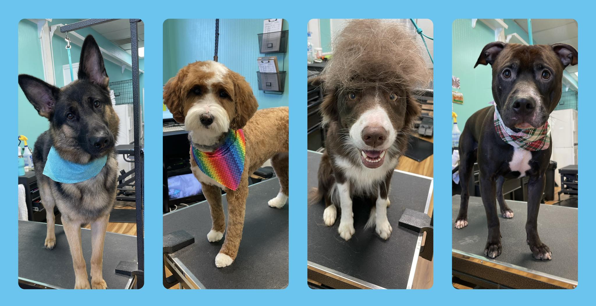 K9 Perfection Grooming Salon Chapel Hill | Chapel Hill NC