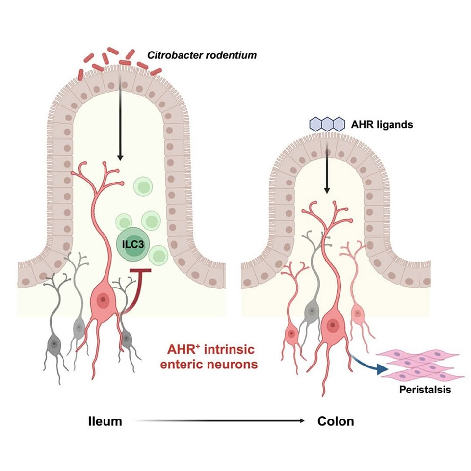 Biology - How intestinal neurons act in a region-specific manner ...