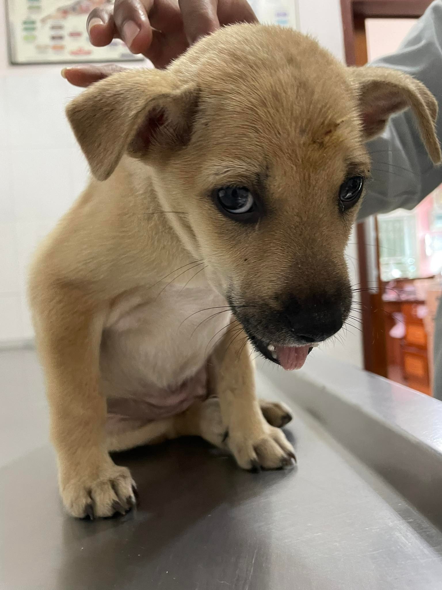 SOS- a sweet little female puppy was... - Amandine HandtoPaw