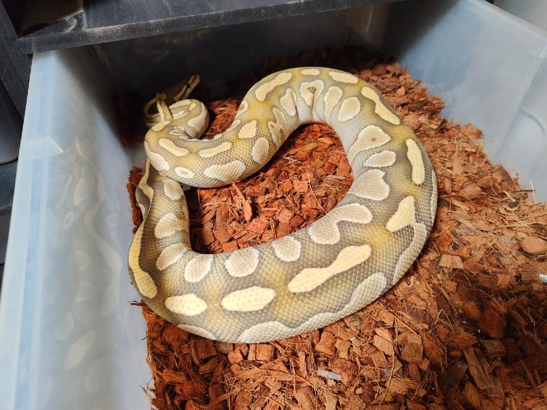 Red Rose Pythons LLC | Mountville PA