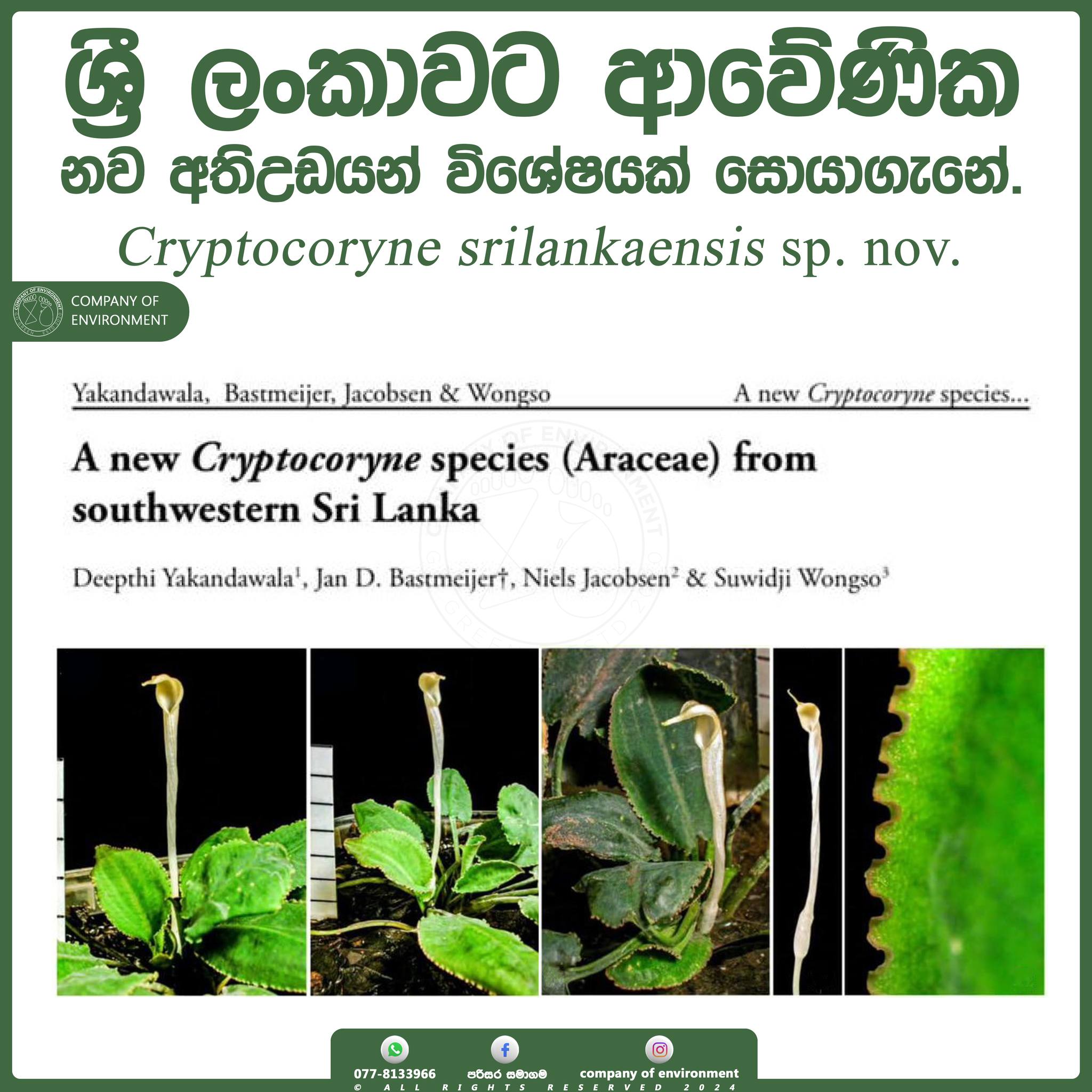 පරිසර සමාගම - ශ්‍රී ලංකාවට ආවේණික නව අතිඋඩයන් විශේෂයක්... | Facebook