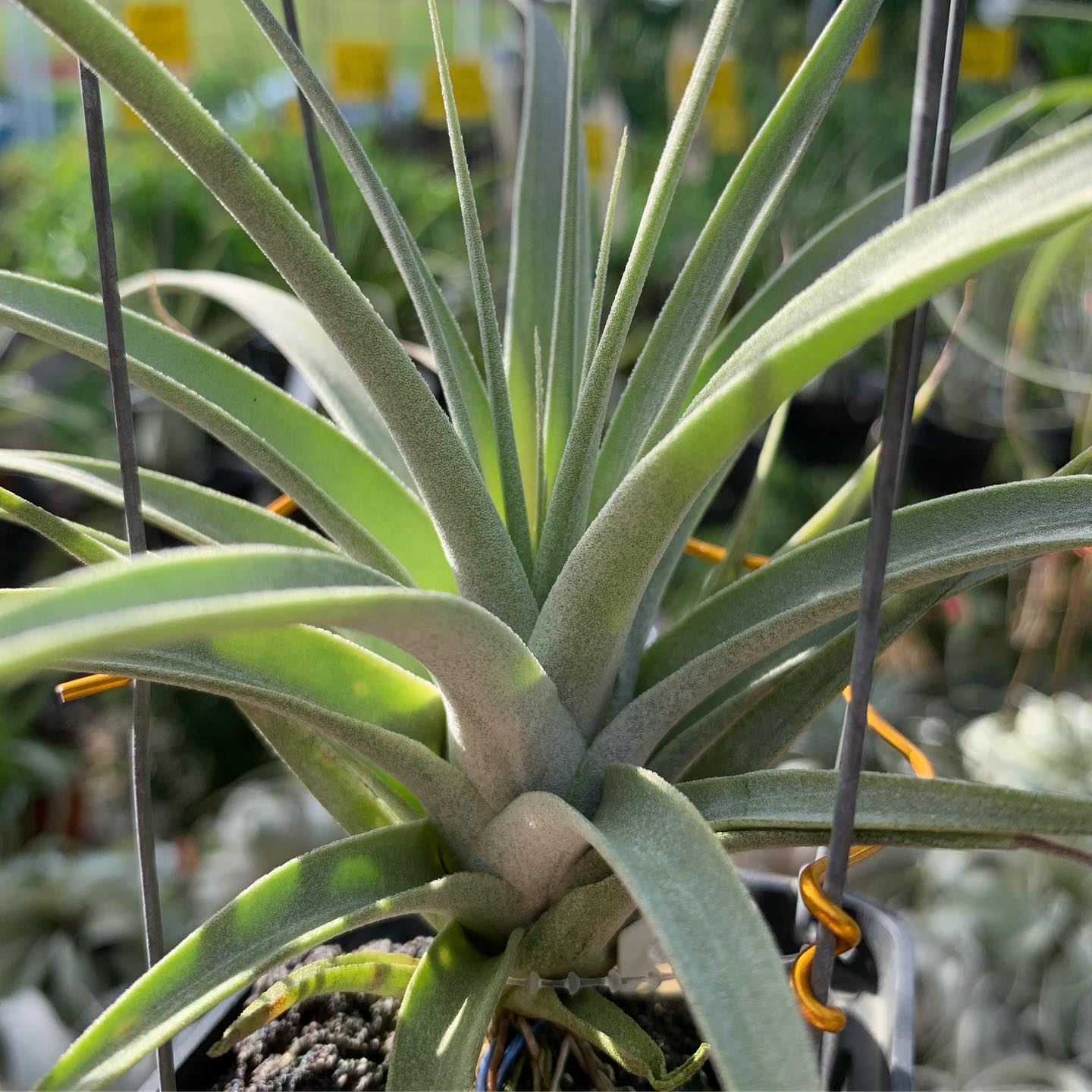 T. chiapensis giant x tomaselli cyc hybrid #plantsmakepeoplehappy