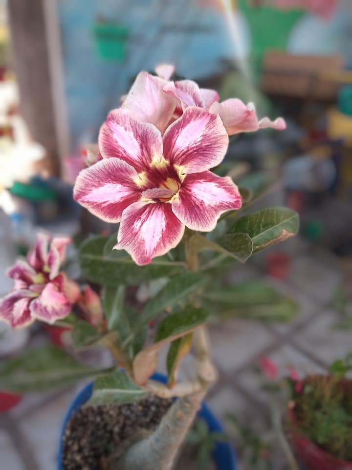 La galería del adenium