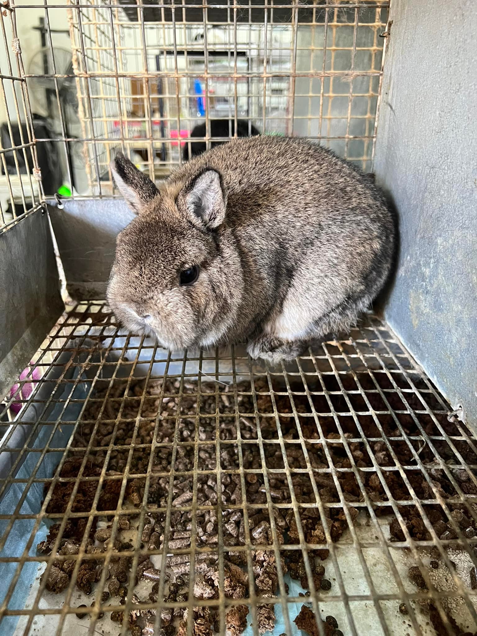 Maher Rabbits