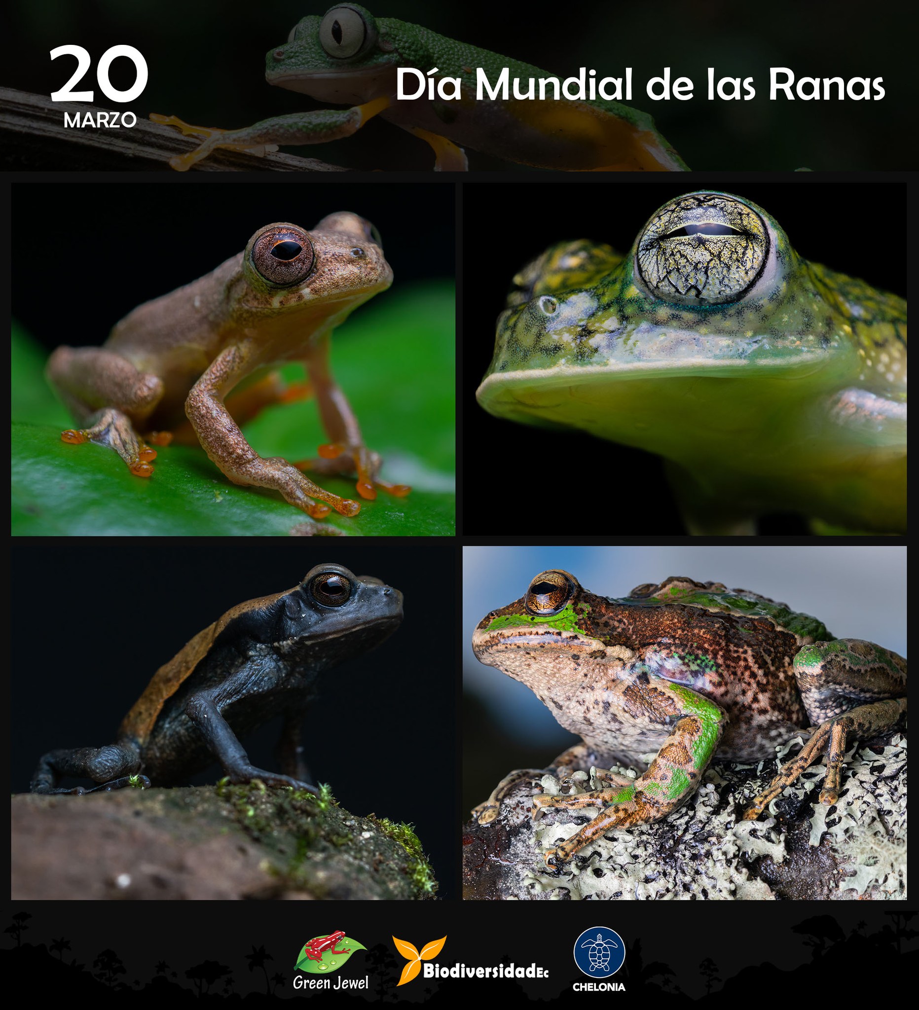 GRUPO - DIA MUNDIAL DE LAS RANAS Ecuador cuenta con más de 660 especies ...