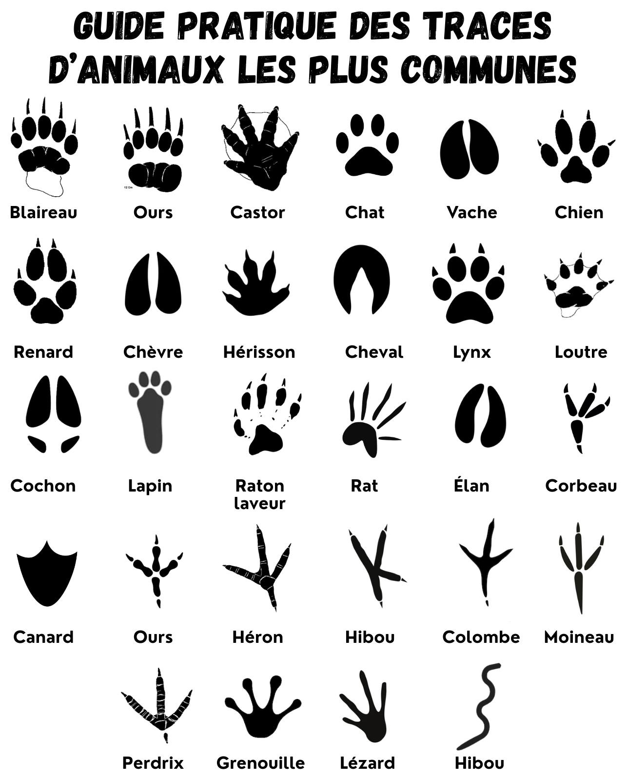Astuces - 📌 DEVENIR DÉTECTIVE DE LA FAUNE SAUVAGE 🐾 Guide pratique des ...