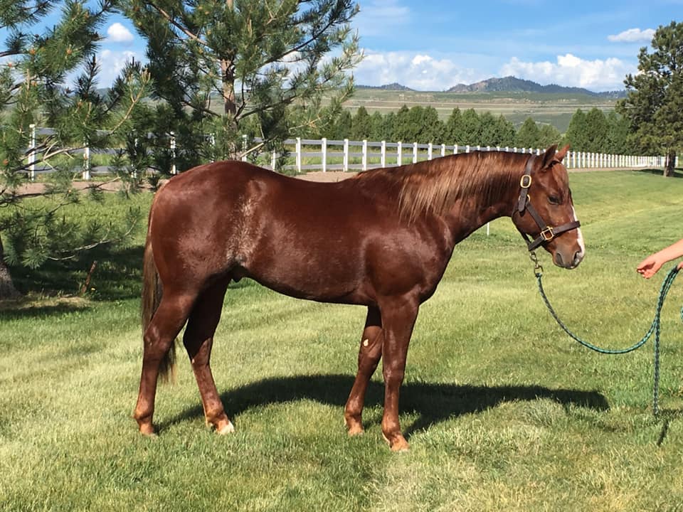 🏎🏎Hot rod two year old... - Ryan Rushing Performance Horses