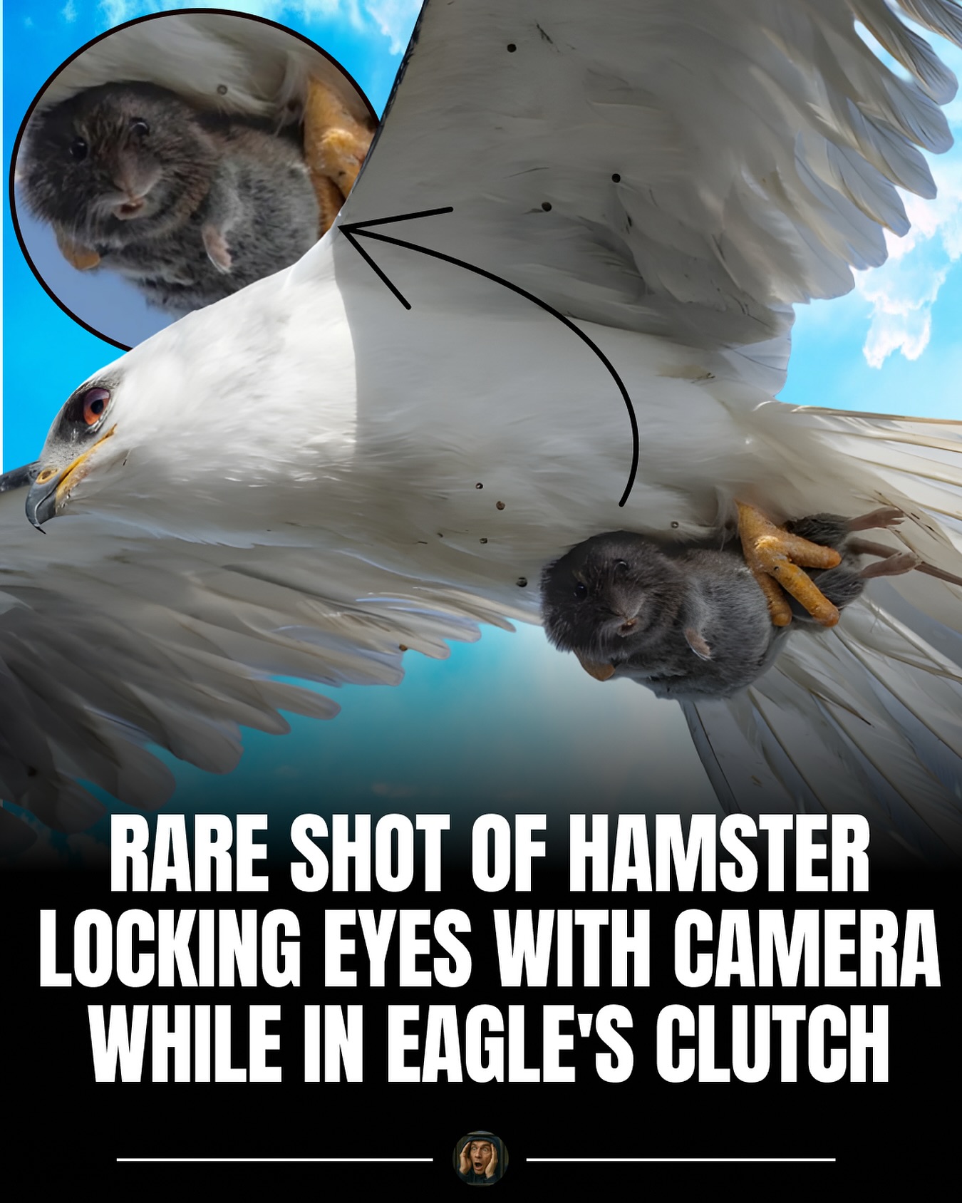 Why - His body was trapped, but his stare was fearless. Wildlife ...