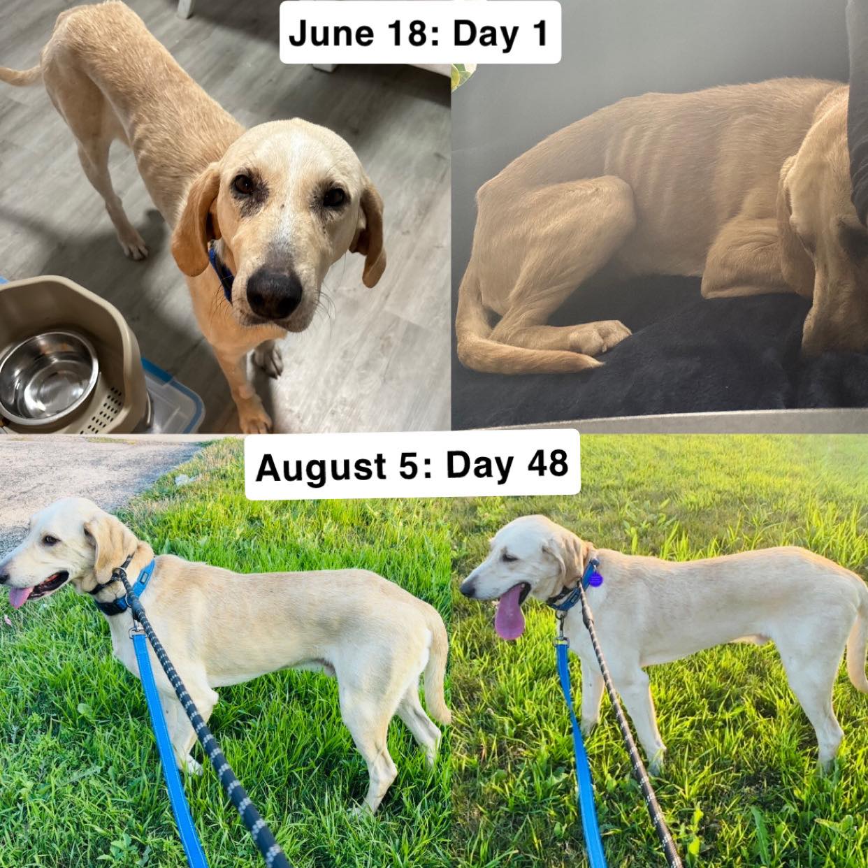 This is what a foster can do. If... - Chicagoland Lab Rescue | Facebook