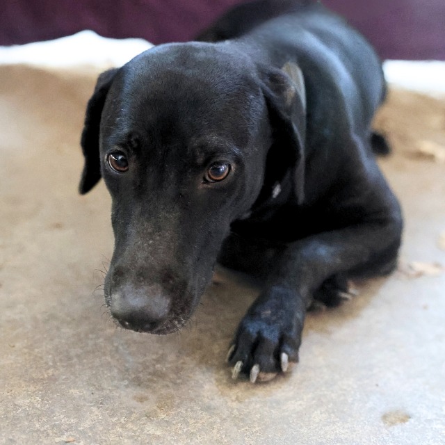 San - Animal ID: A823623 Gender: Female Date Found: 08/28/2026 Zip