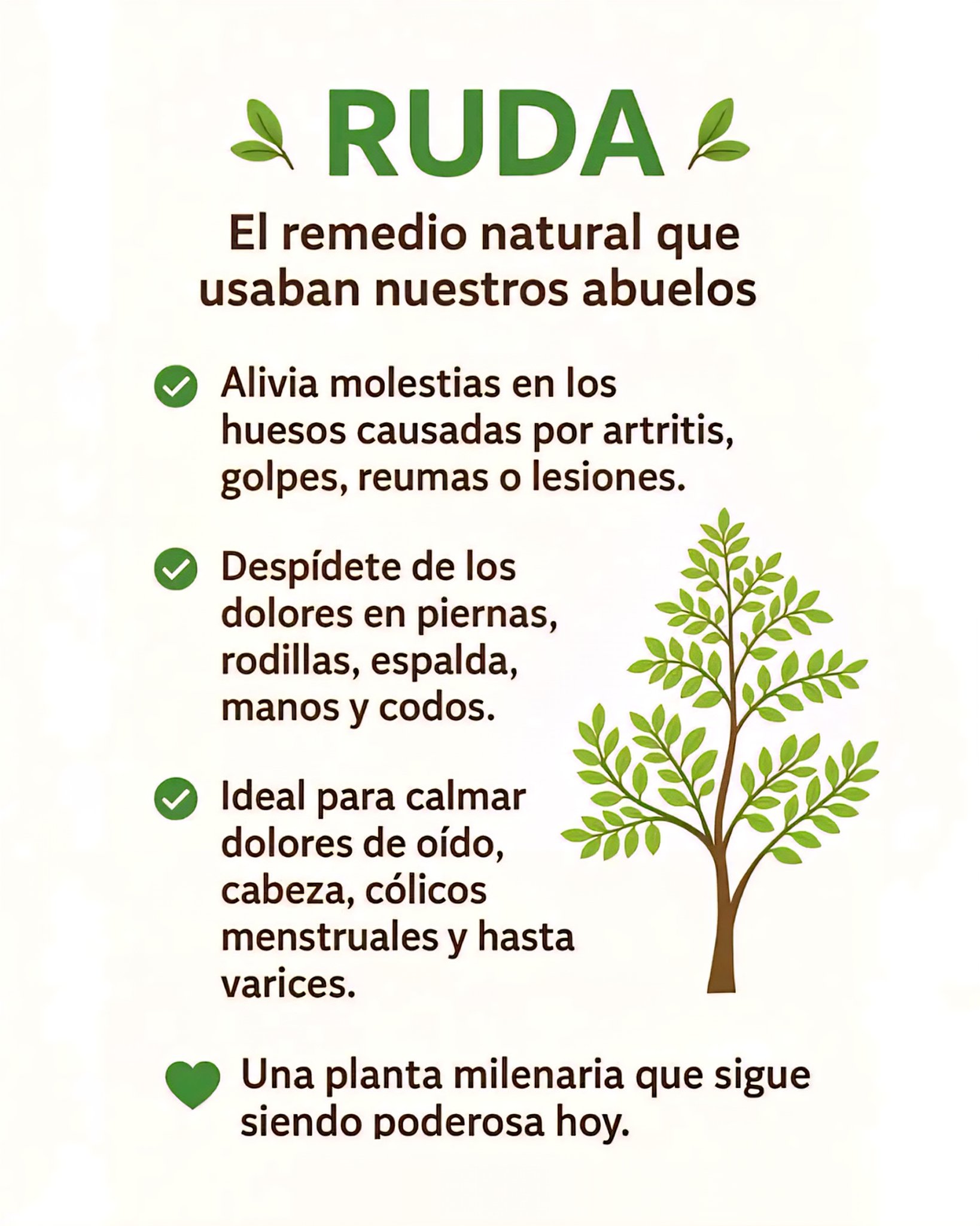 Recetas GPT - La ruda (Ruta graveolens) es una planta... | Facebook