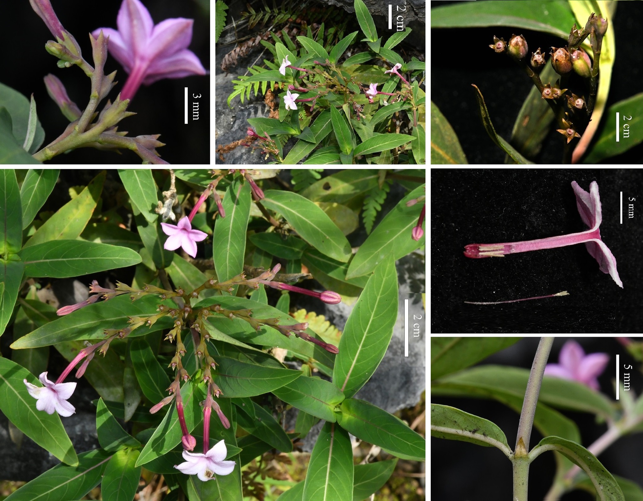 🌸 A new species of Ceropegia - a genus of unusual and often