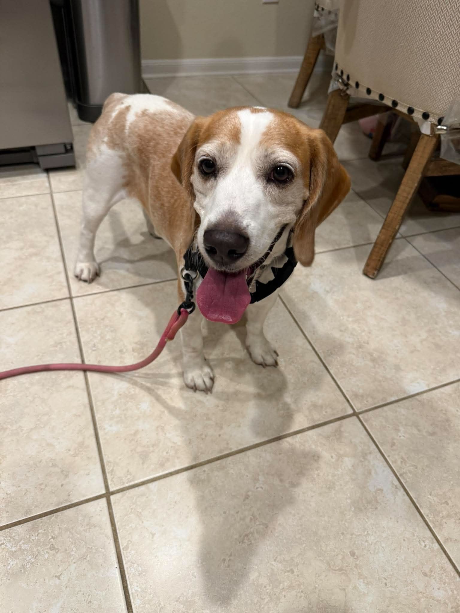 Found 9/7/2026 Male Beagle Dog Brown & White No Microchip Found
