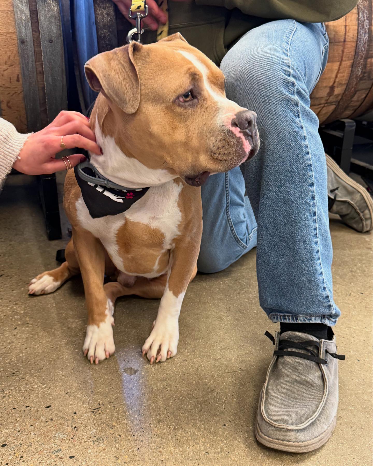 Sandy Paws Rescue Inc. added a... - Sandy Paws Rescue Inc.