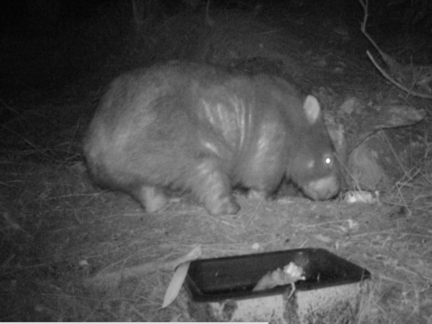 Wombat Protection Society of Australia