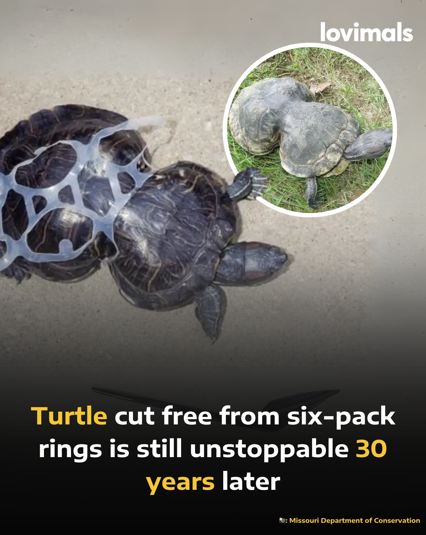 A turtle cut free from plastic rings is still unstoppable 30 years 