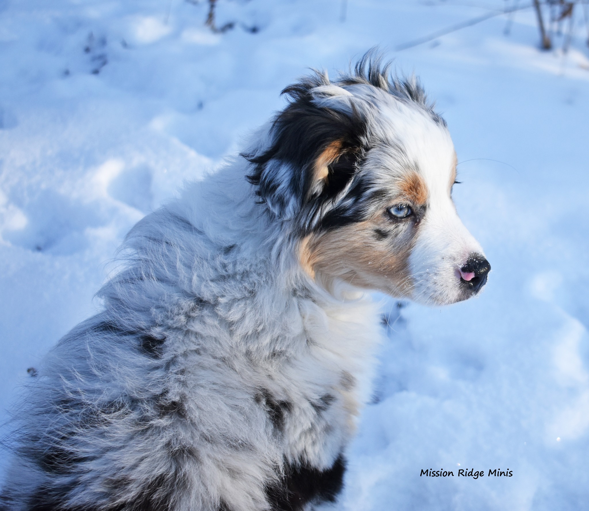 Mission Ridge Minis - Faith pup recent new KS snow | Facebook