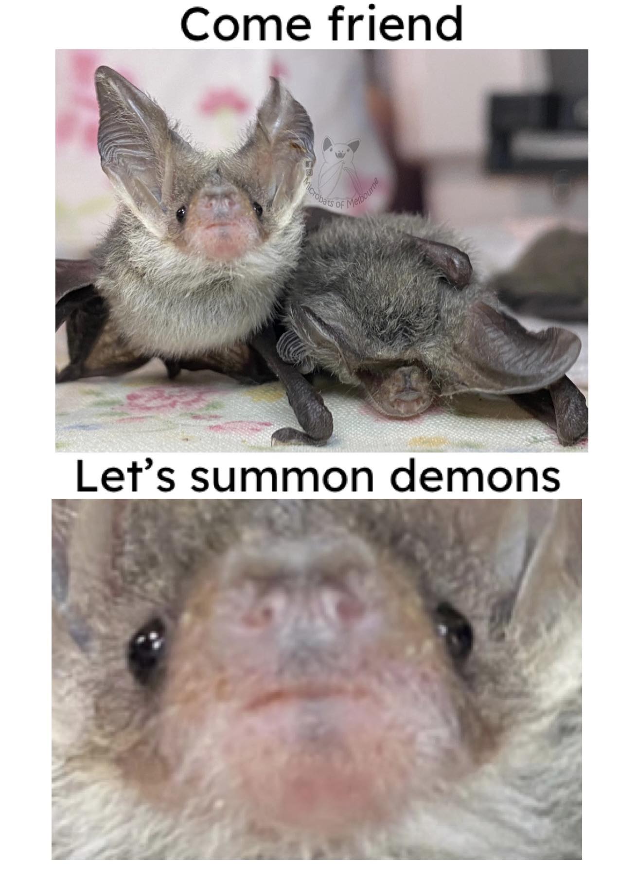 Microbats of Melbourne added a... - Microbats of Melbourne