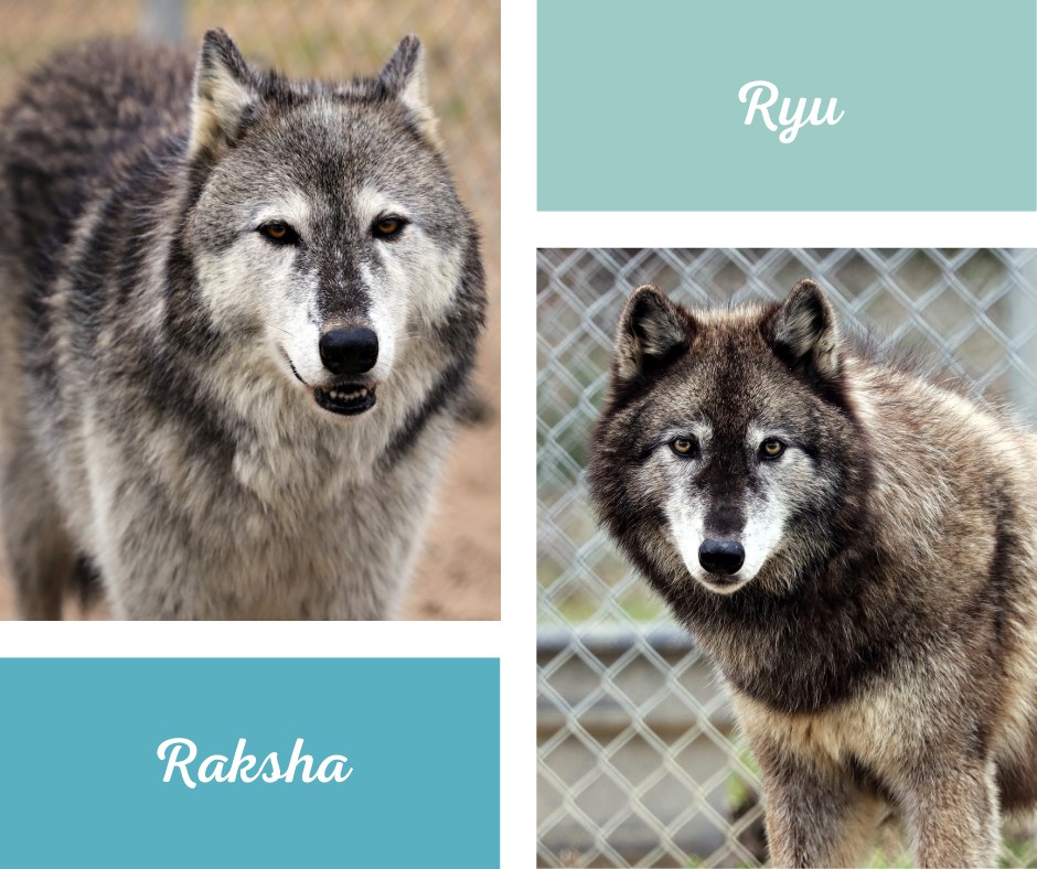 Saint - Sisters, so alike and yet so different! Raksha and Ryu are ...