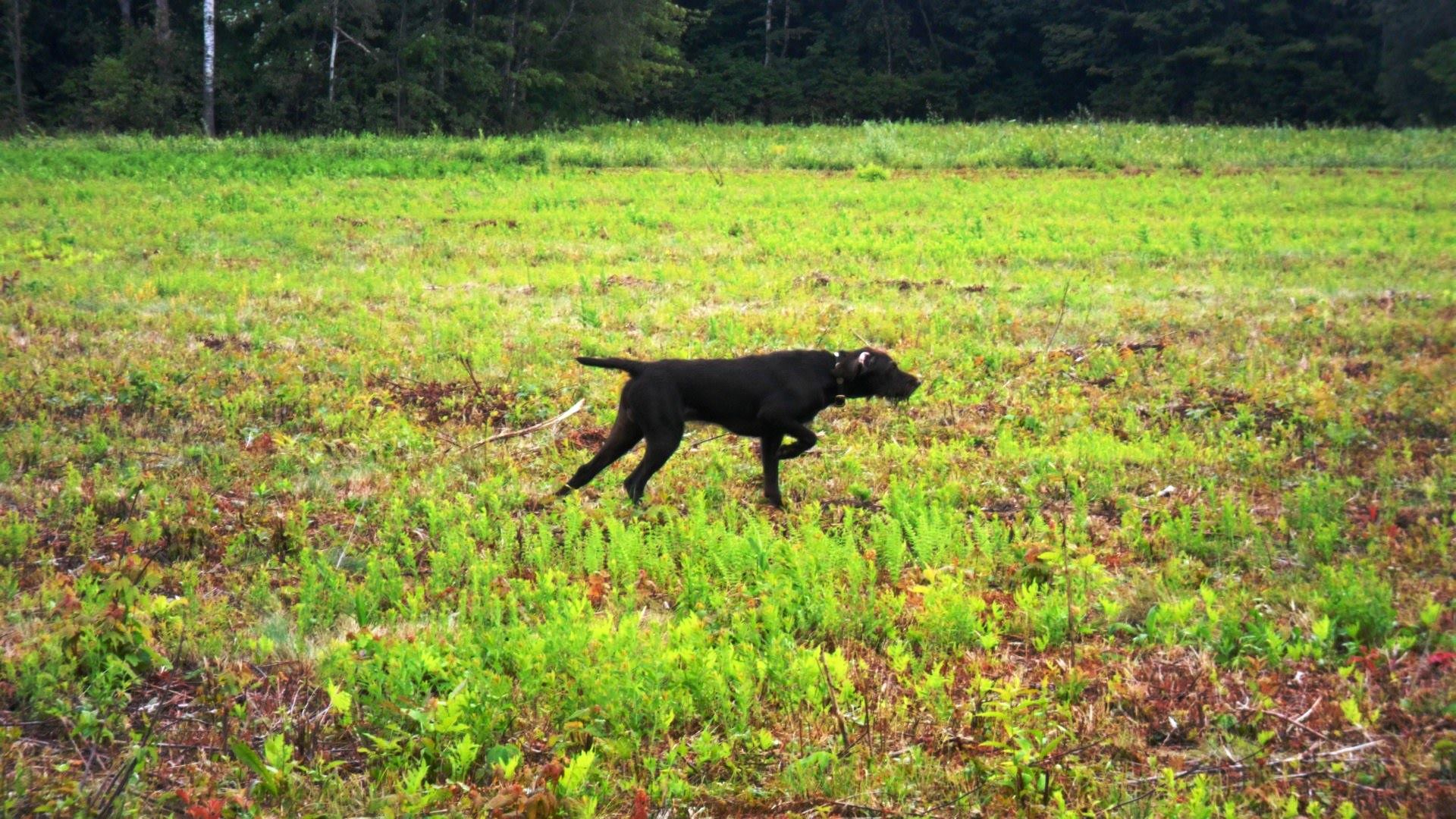 Talica's first retrieve at just 16 weeks. Some dogs are easy to work ...