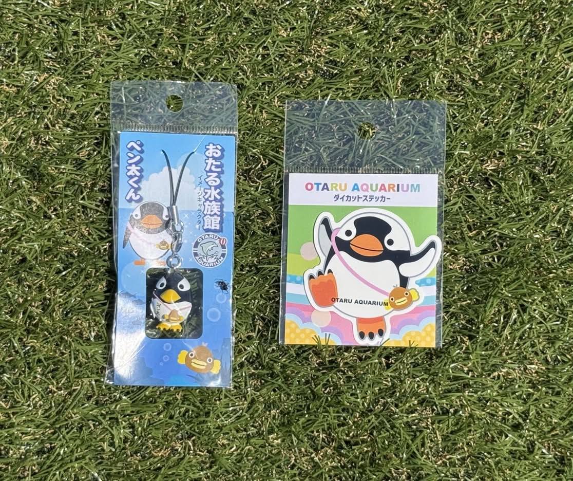 リュウグウノツカイがやってきた！！ 深海魚「リュウグウノツカイ」の