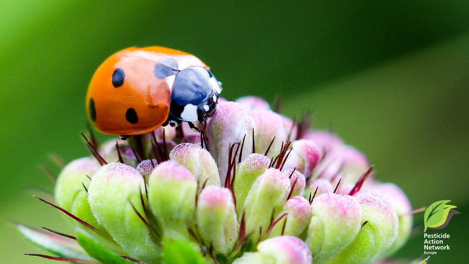 PAN - 🐞 Meet the ladybird, a tiny guardian of nature 🌿 These iconic ...
