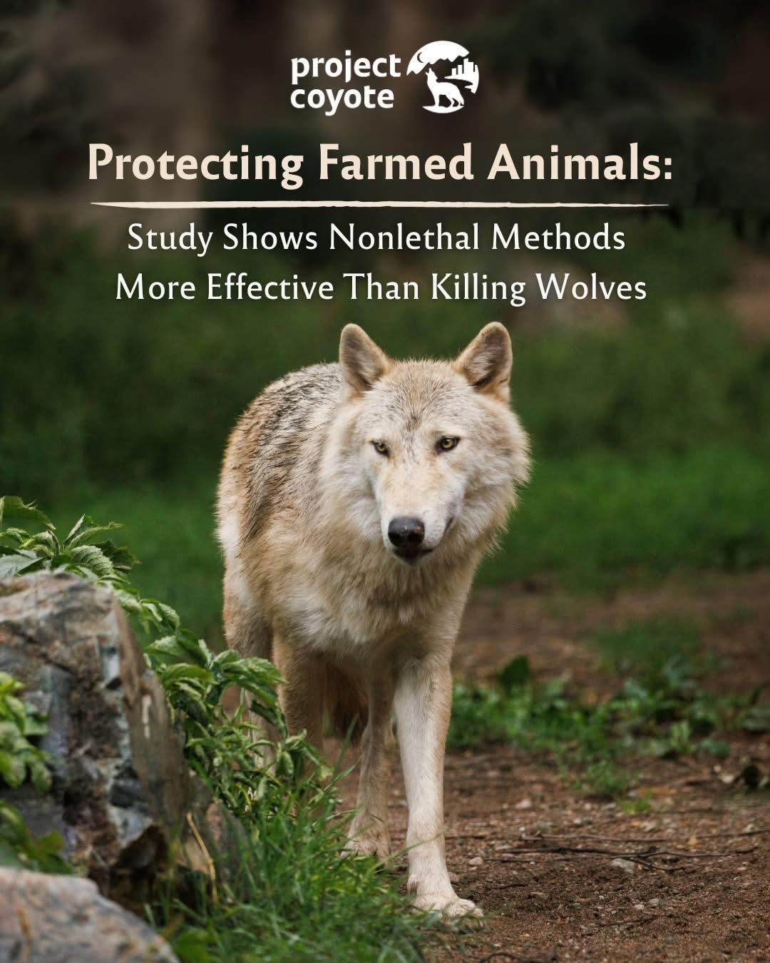 GOOD - Project Coyote Want to protect farmed animals? Killing wolves ...