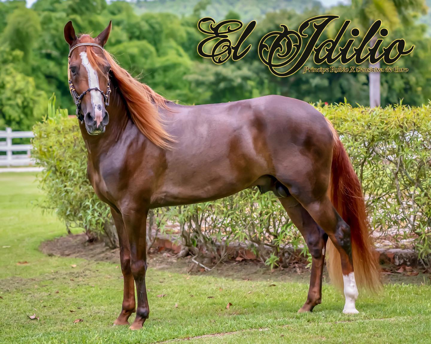 El Idilio... - Paso Fino, Raza Autóctona de Puerto Rico