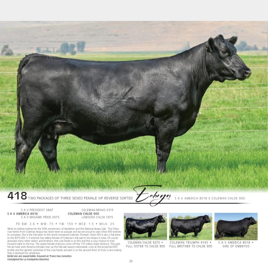 La Conquista Ranches - Our consignment to the Canadian National Angus ...