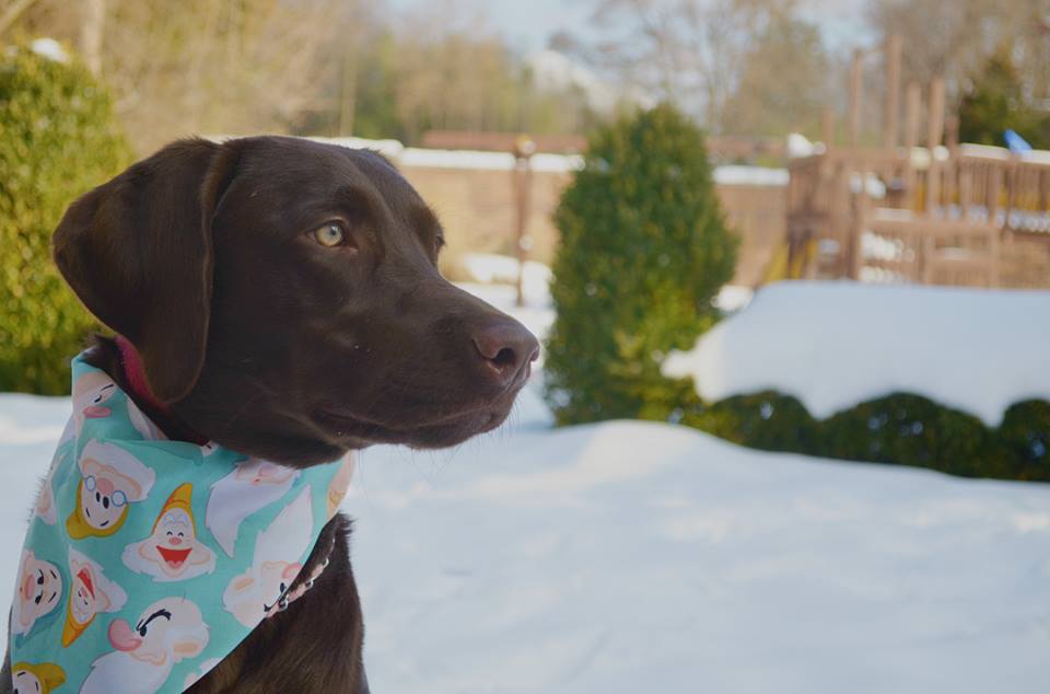 Scarlet the Lab