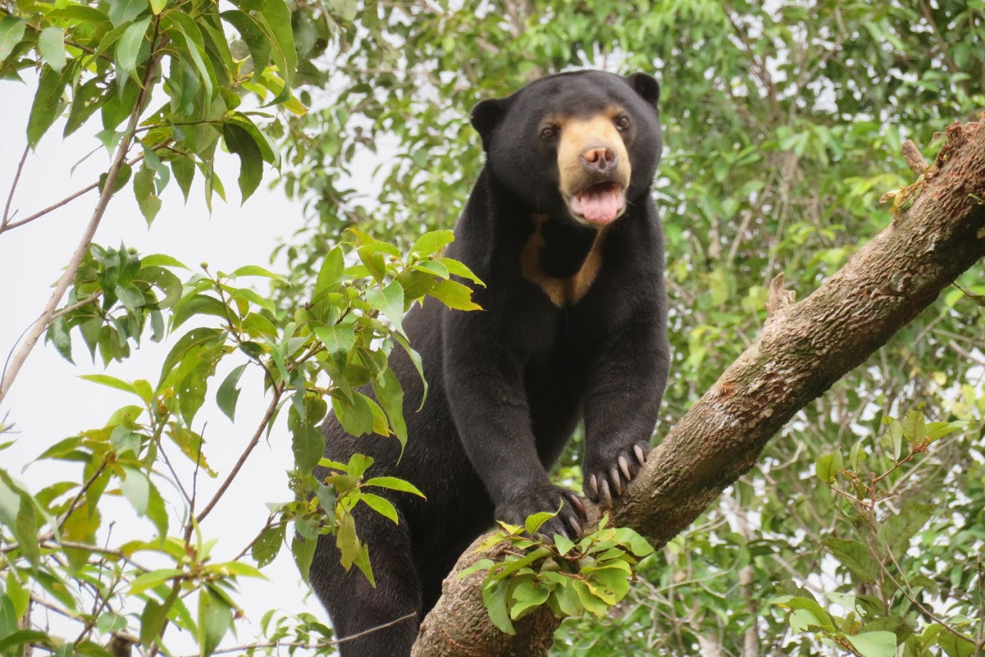 Wildlife Alliance - Did you know that sun bears are the smallest bear ...