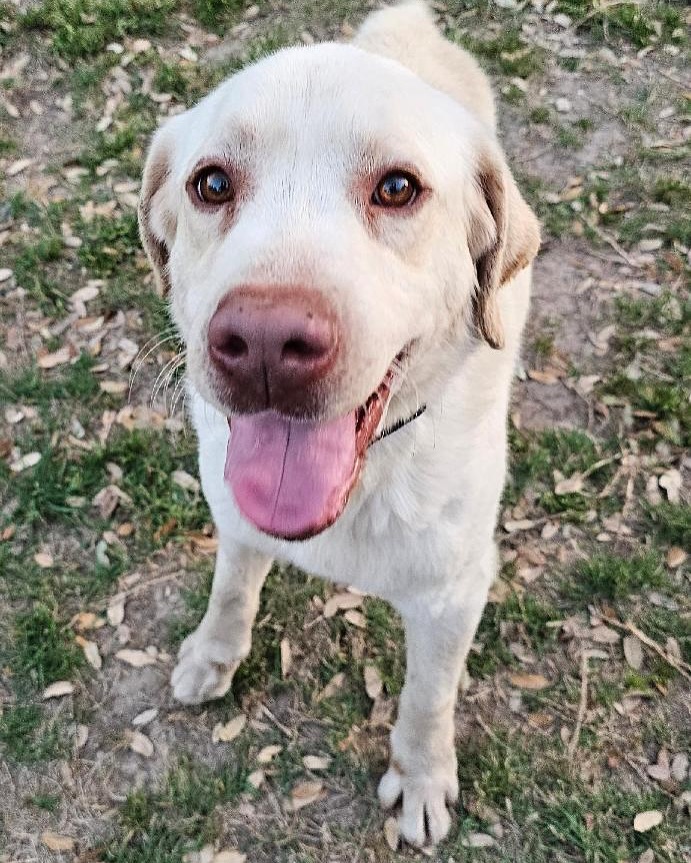 This cutie is named Rowdy, and... - Heart of Texas Lab Rescue | Facebook