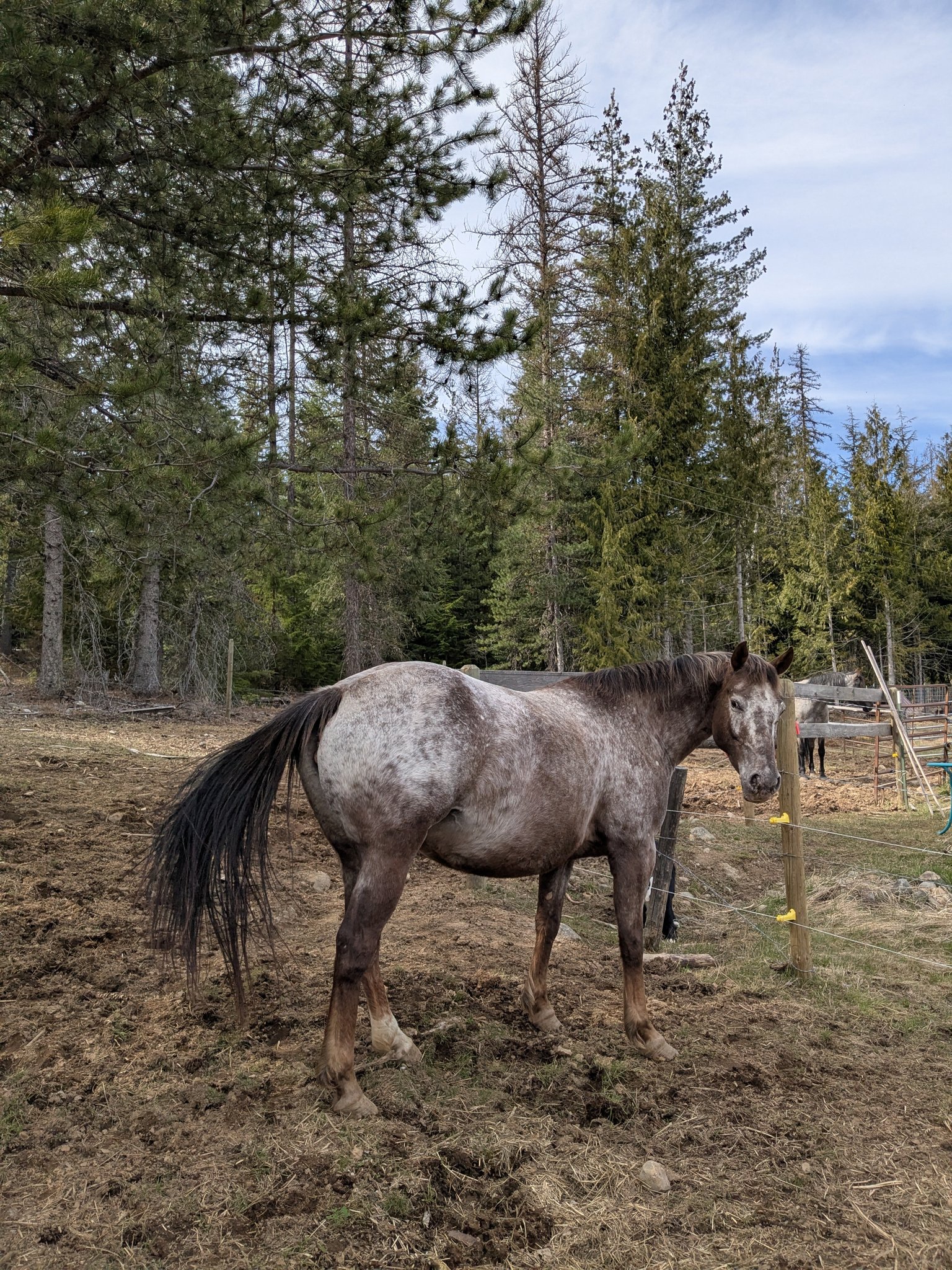 Western Pleasure Guest Ranch | Sandpoint ID