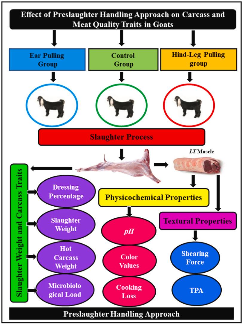 Maryland - Effects of preslaughter handling approach and aging on ...
