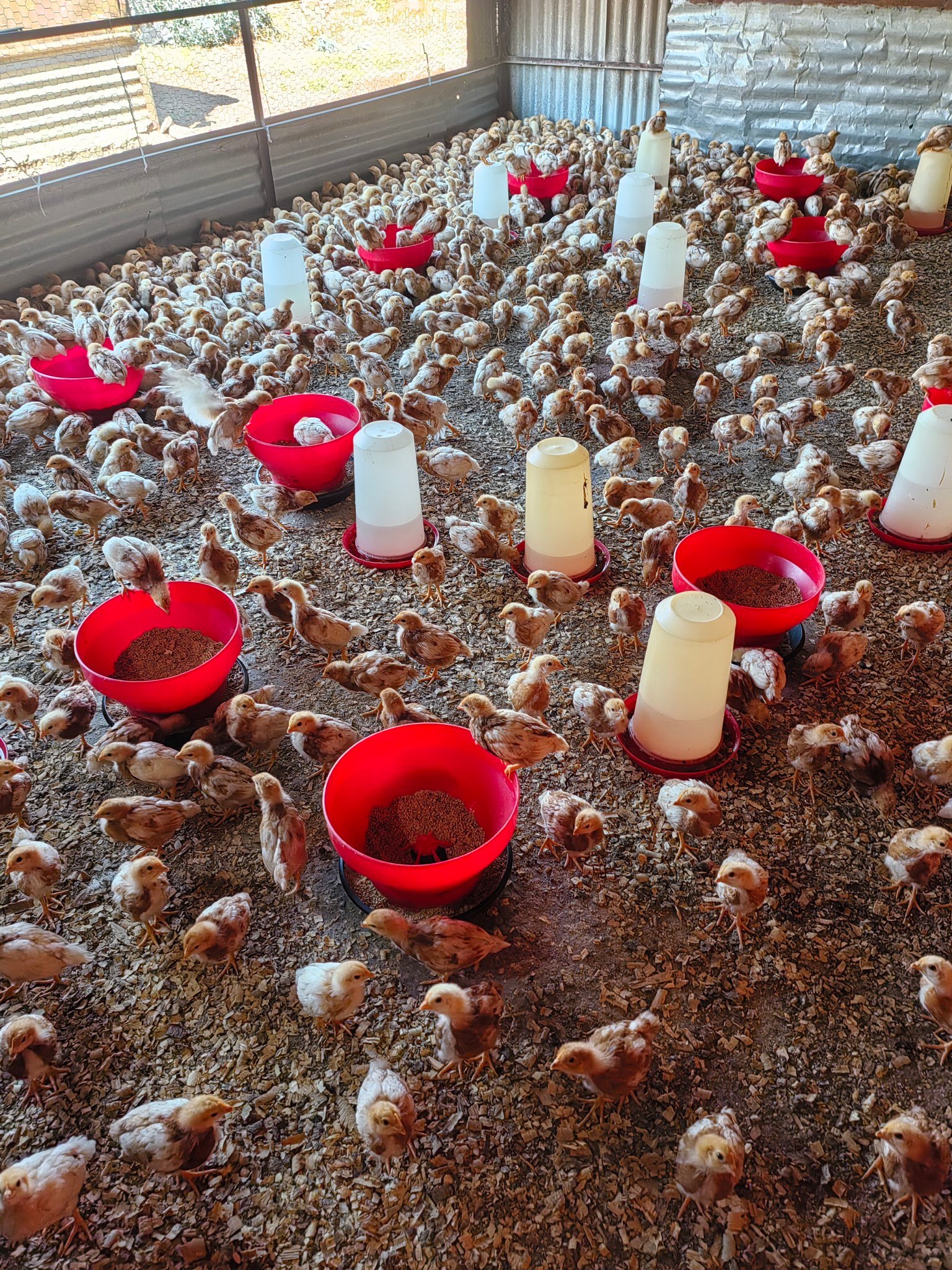 Peezel Farms 