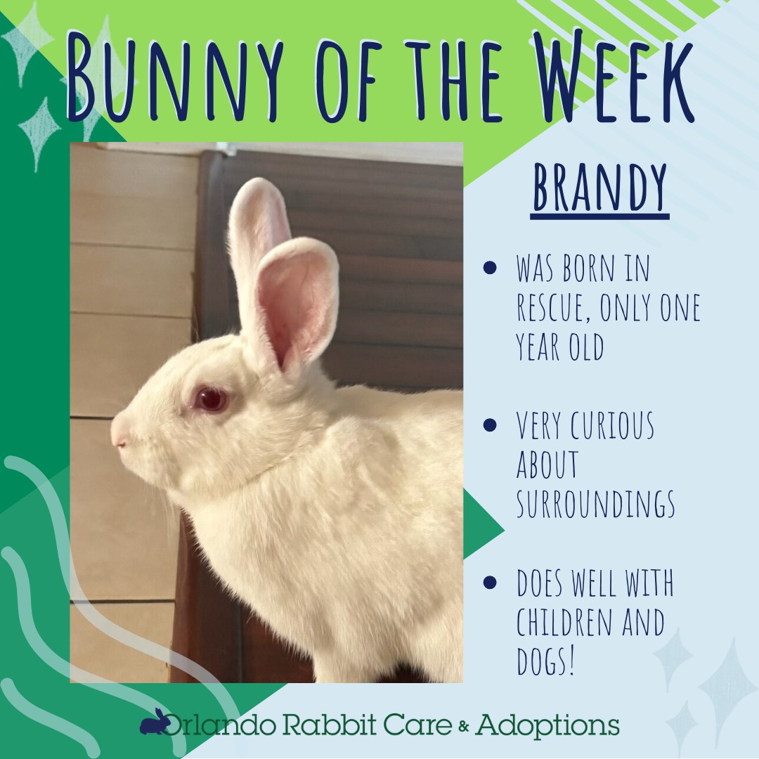 Meet our Bunny of the... - Orlando Rabbit Care & Adoptions | Facebook