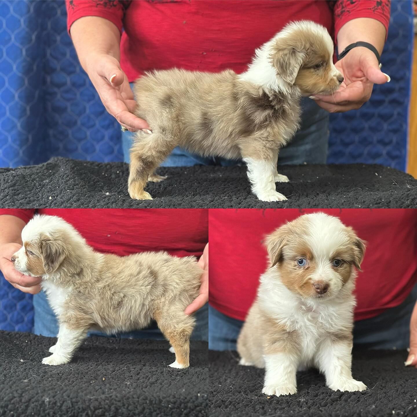 Donati Ranch Mini American Shepherd and Mini Aussies