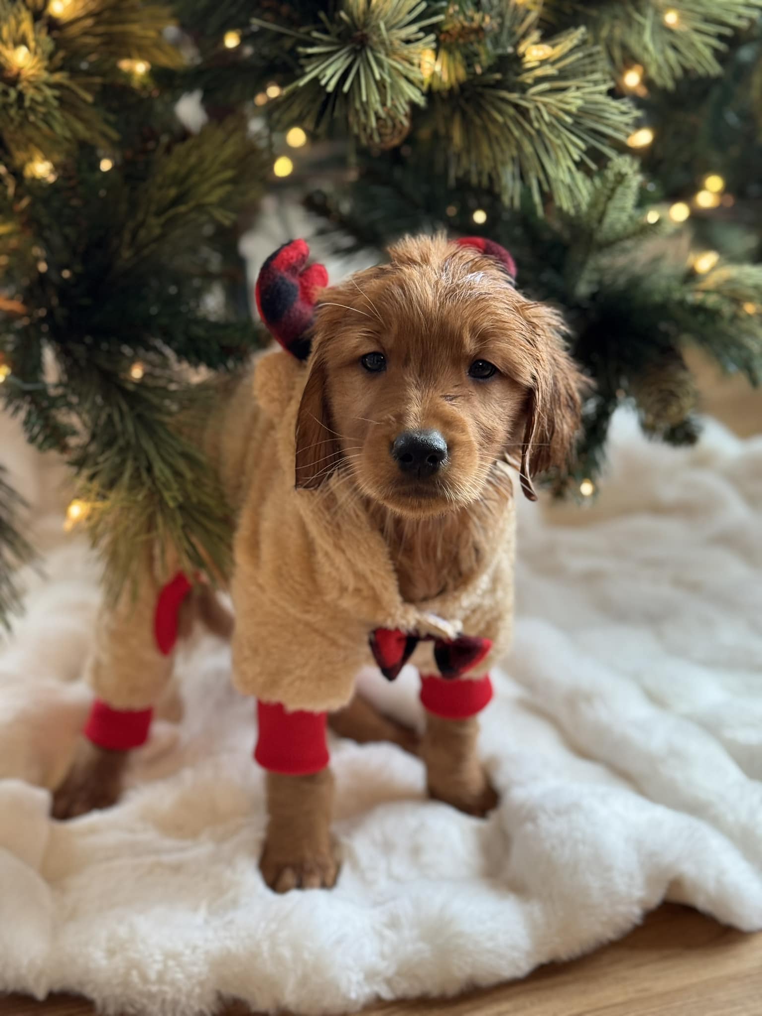 Credit @canil_patasdemel Meet this little fashionista! This proud Golden Retriever puppy is trying on the perfect look for the party. 🐾✨ Who can resist that charming face? Let's get this celebration started!
