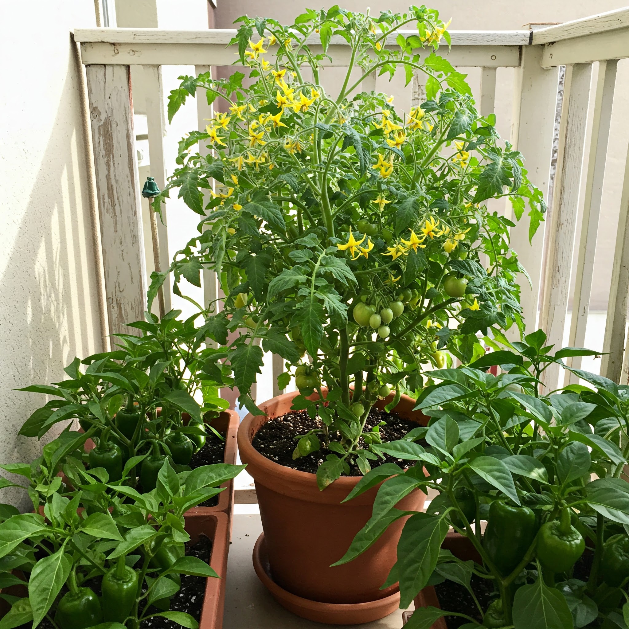 Astuces - Ne plantez jamais de tomates dans le jardin sans cela: jetez ...