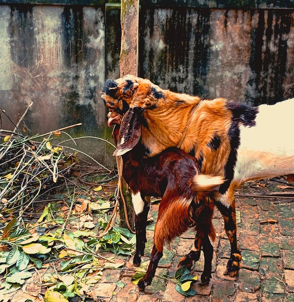 Rajar Khamar - রাজার খামার