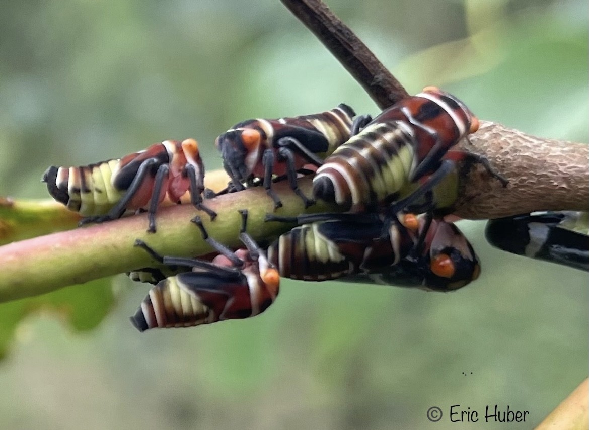 Earthcare - Gum Treehoppers are found throughout Australia. The example ...