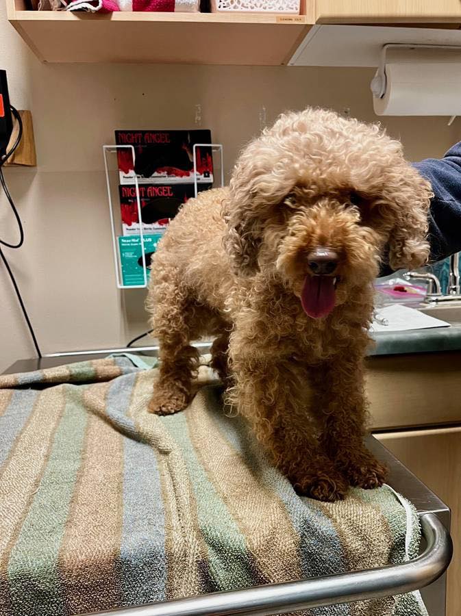 The Humane Society of Western Montana | Missoula MT