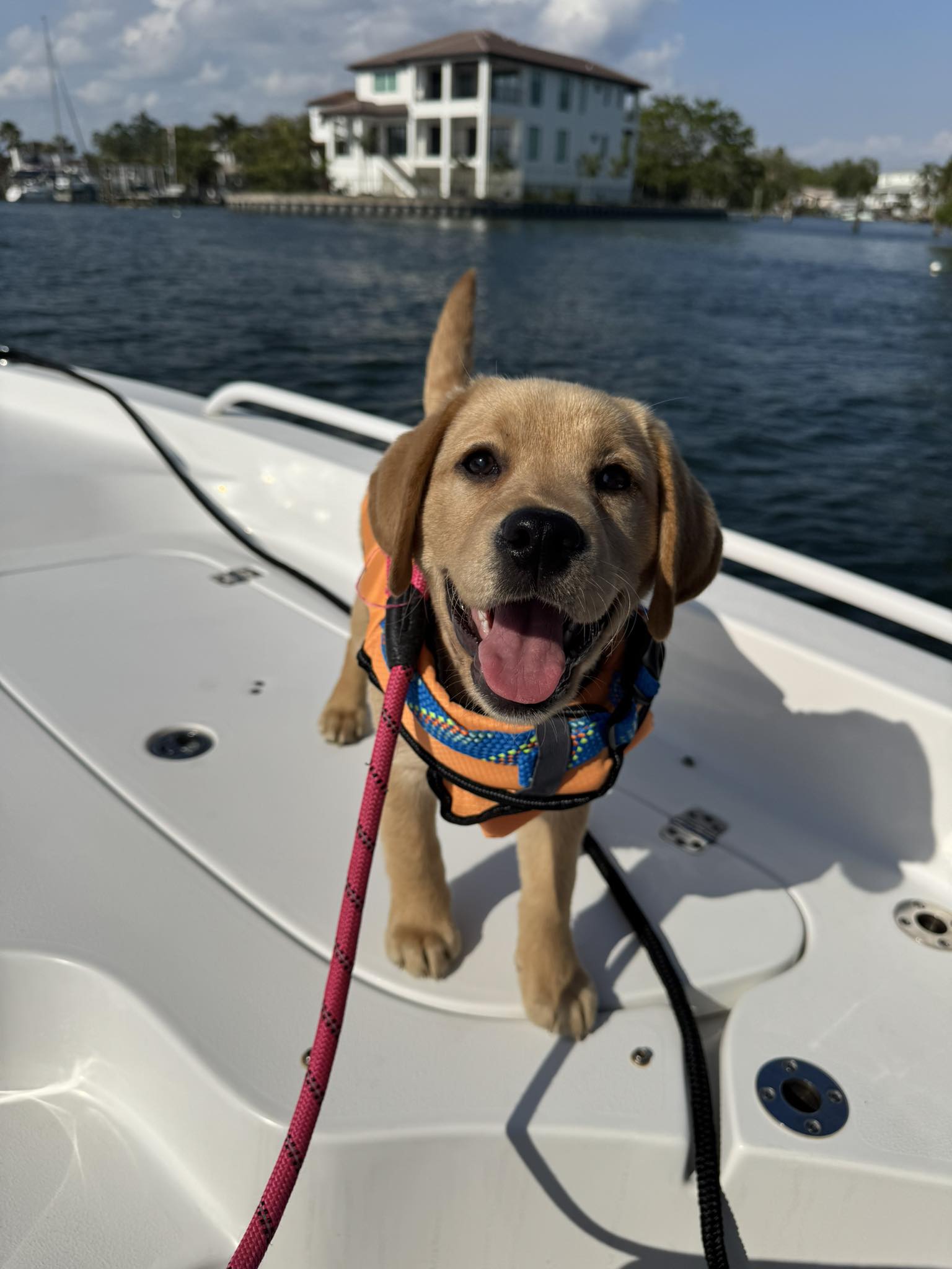 Red White & True Labradors | Ruth MS