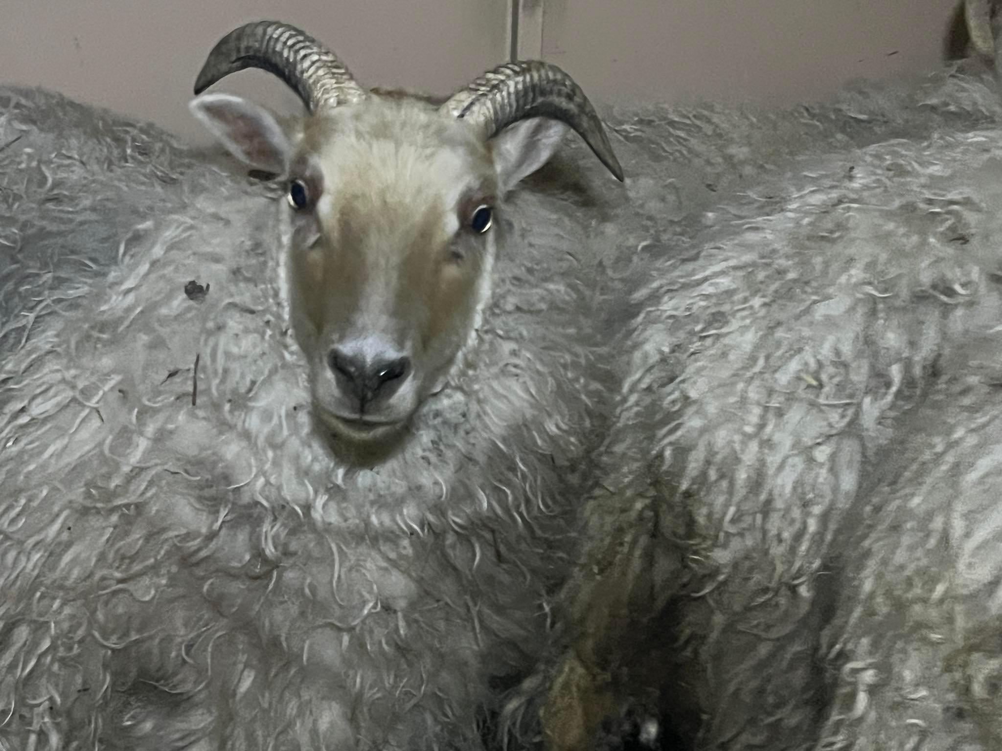 Who owns the lost sheep near highway in Franklin County?
