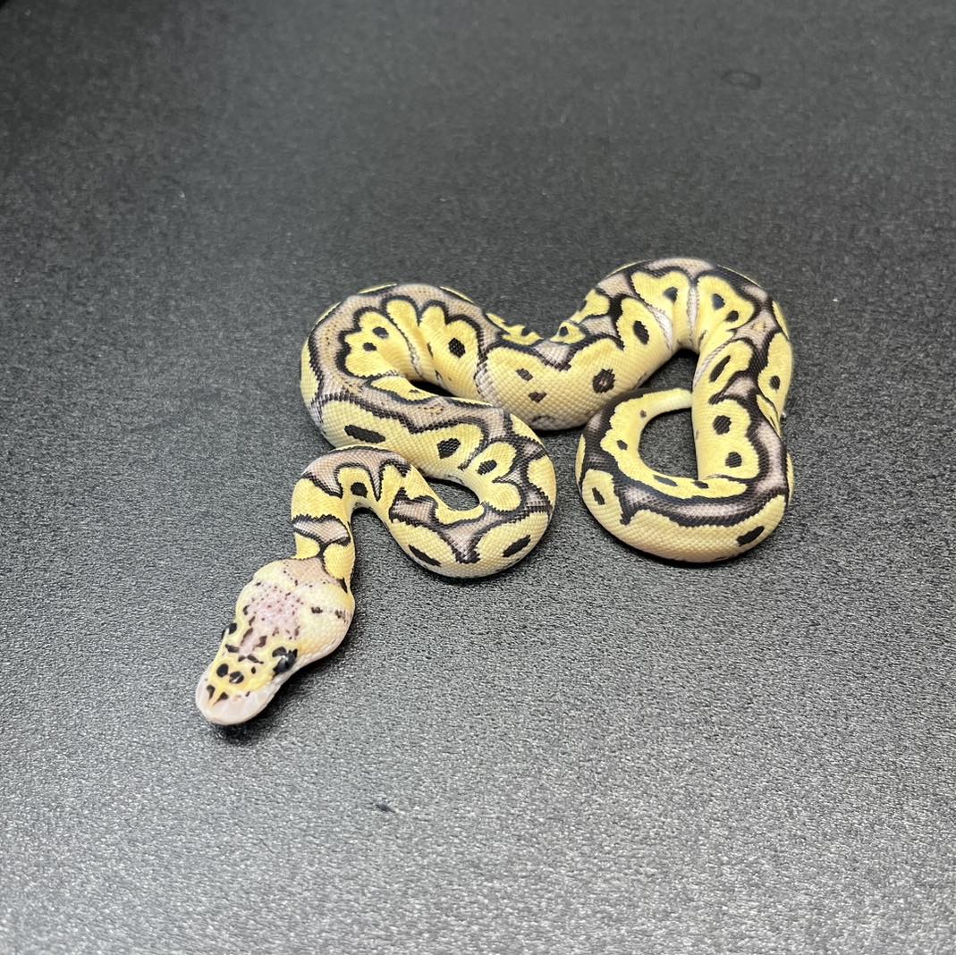 KTA - This Pastel Clown is the sister to the Clown 66% Het Genetic ...