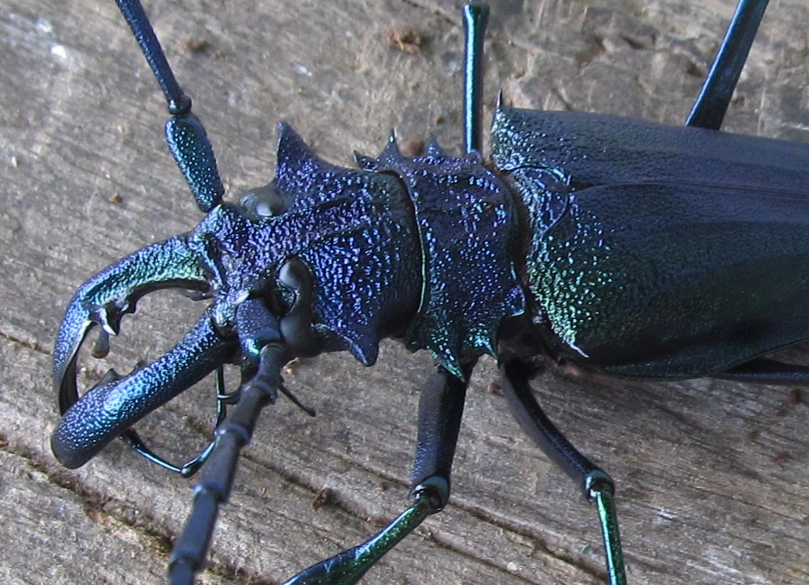 Is this a Psalidognathus friendii or Psalidognathus superbus in SE